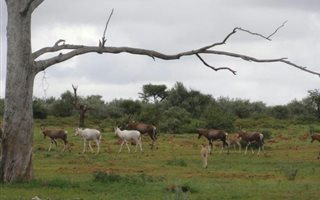 2240 ha Farm in Kuruman