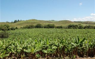 31 ha Farm in Southport