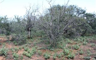 4900 m² Land available in Hoedspruit Wildlife Estate