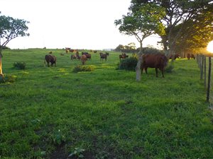 30 ha Farm in Kragga Kamma