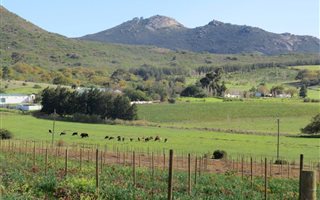 133 ha Farm in Paarl