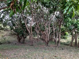 9.1 ha Farm in Umzinto