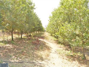 18 ha Farm in Barberton