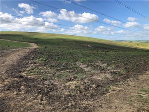40 ha Farm in Stanger