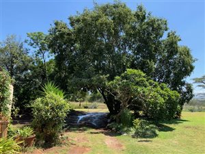 200 ha Farm in Middelburg Central