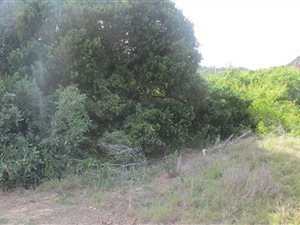 704 m² Land available in Reebok