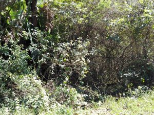 1349 m² Land available in Palm Beach