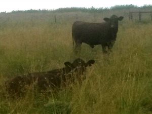 420 ha Farm in Kroonstad