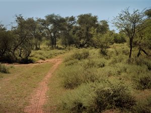 1260 ha Farm in Kathu