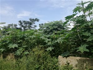 950 m² Land available in Avoca