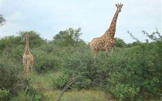 938.6 ha Farm in Lephalale (Ellisras)