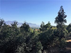 1.2 ha Land available in Spanish Farm