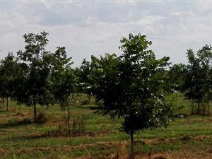 68.8 ha Farm in Hartswater