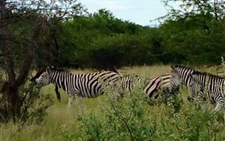 22 ha Farm in Hammanskraal