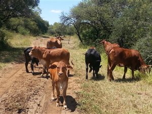 10.2 ha Smallholding in Wonderboom