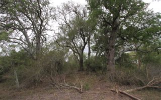 1 ha Land available in Moditlo Nature Reserve