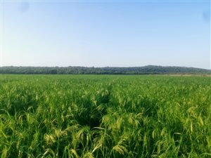 187 ha Farm in Zeerust