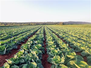 187 ha Farm in Zeerust