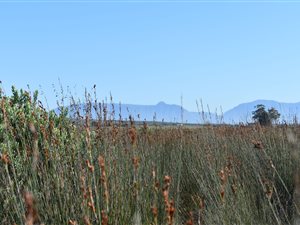 126.3 ha Farm in Riversdale