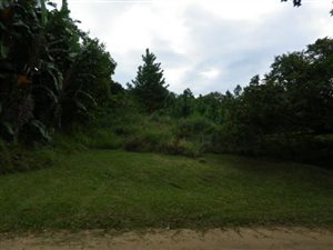 1819 m² Land available in Palm Beach