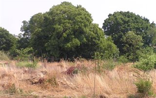 144 ha Farm in Klipkop