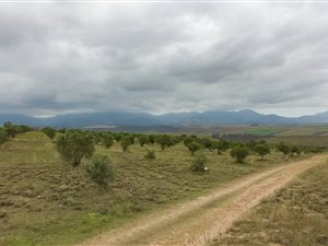 210 m² Farm with House in Albertinia