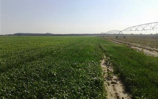 2800 ha in Petrusburg