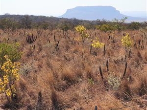107 ha Farm in Modimole (Nylstroom)