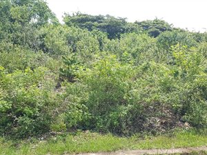 437 m² Land available in Tongaat Central