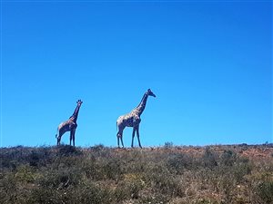 1535 m² Land available in Hartenbos