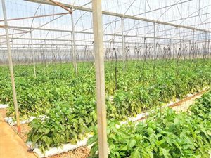 100 ha Farm in Hekpoort