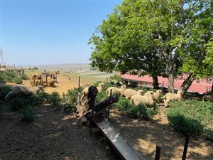 270 ha Farm in Ermelo