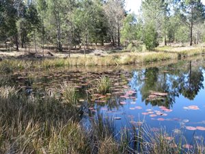 5 ha Farm in Simola