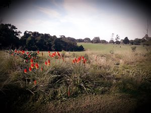 887 m² Land available in Eshowe