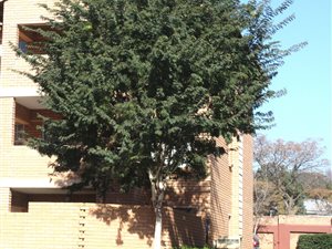 2 Bed Townhouse in Paramount Estate