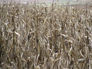 30 ha Farm in Bapsfontein