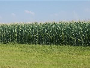 30 ha Farm in Bapsfontein