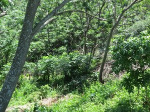 1724 m² Land available in Illovo Glen