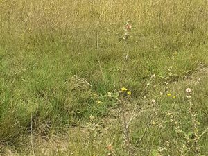 1 ha Land available in Grasslands
