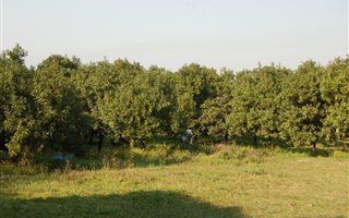 8 ha Farm in Southport