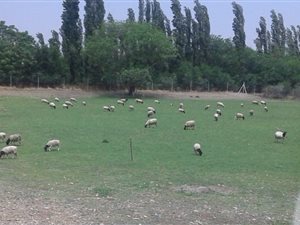 3.1 ha Smallholding in Kuruman
