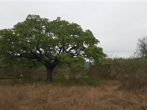 14.9 ha Land available in Nelspruit
