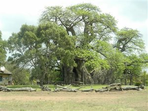 110.1 ha Farm in Modjadjiskloof