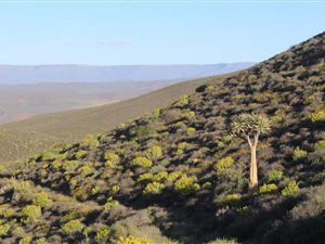 5883 ha Farm in Calvinia