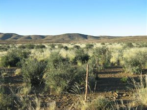 4808 ha Farm in Laingsburg