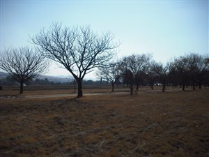 53 ha Land available in Nooitgedacht
