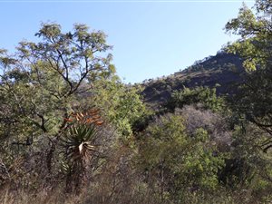 189.1 ha Farm in Lydenburg