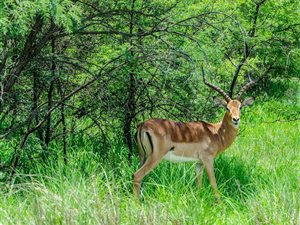 1 ha Land available in Leeuwfontein