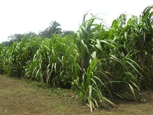 125 ha Farm in Port Shepstone