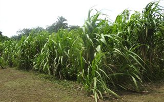 125 ha Farm in Port Shepstone
